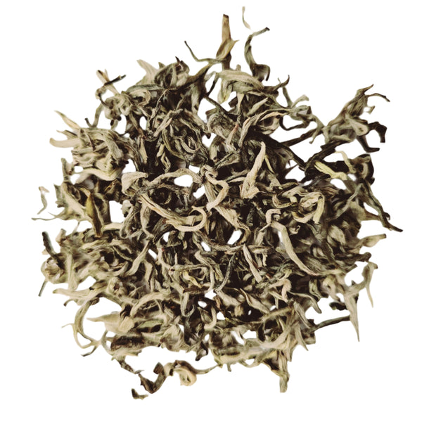 Snow Sprouting - Sundial Tea